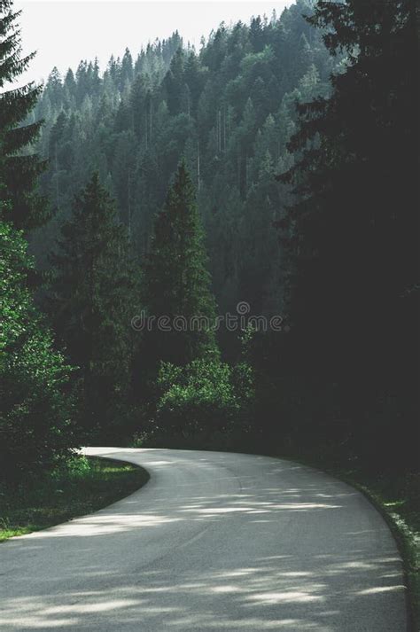 A Narrow Mountain Road Winding Into Dense Dark Green Coniferous Forest