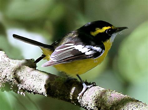 Yellow Breasted Boatbill Machaerirhynchus Flaviventer By Graham