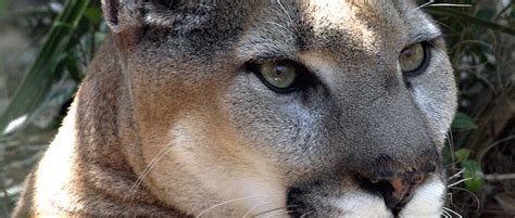 Eastern Cougar May Be Declared Extinct The Wildlife Society