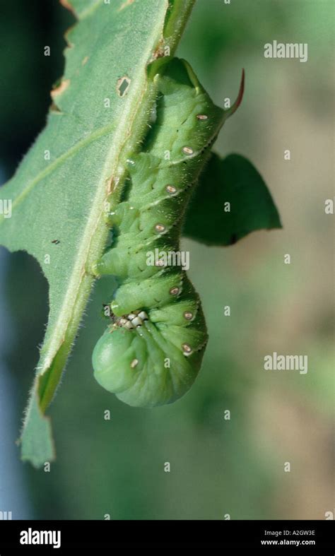 Tobacco Hornworm Manduca Sexta Caterpillar On Damaged Tobacco Leaf