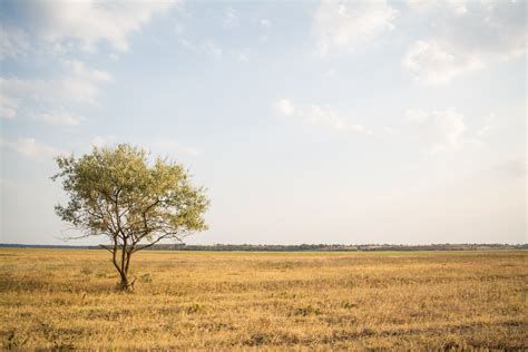A Lone Tree In An Arid Grassland On A Summers Day Tree In The Golden