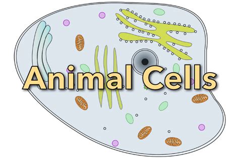 May 15, 2021 · animal cell size and shape. Science Articles For Kids: Learn About Science & Have Fun!