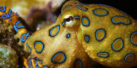 Blue Ringed Octopus — A Deeper Look Octolab Tv