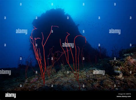 Red Sea Whip Coral In Deep Water Beneath A Large Coral Bommie Fiji