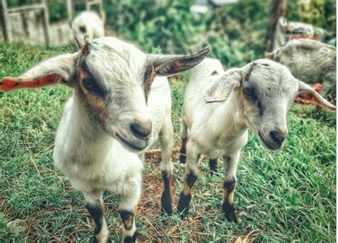 Feeding Your Livestock Tips And Tricks For Choosing The Right Goat Feed