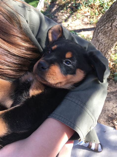 Potty trained to go outside. Cutest Rottweiler puppy @roxie.the.rottie on insta | Rottweiler puppies, Puppies, Rottweiler