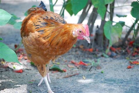 What Exactly Are Indigenous Chickens Kyeema Foundation