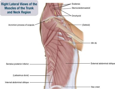 Stretching out the muscles of the chest and the rib. 8. Muscles of the Spine and Rib Cage | Musculoskeletal Key