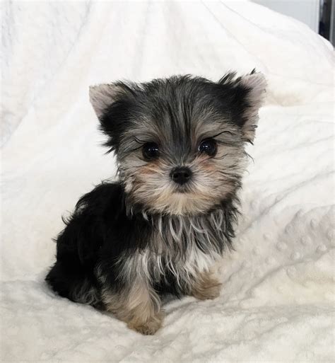 Perfect Teacup Morkie Puppy For Sale Iheartteacups