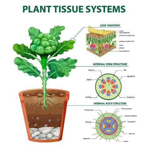 Diagram Showing Plant Tissue Systems 7145019 Vector Art At Vecteezy