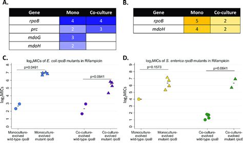 resistance associated mutations in rifampicin resistant evolved download scientific diagram