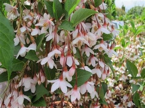 Styrax Japonica Marley S Pink Parasol Weeping Snowbell With Fragrant Pink Flowers 10x5 Sun