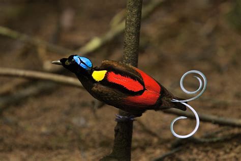 The 20 Year Quest To Track Down Every Bird Of Paradise Species Before
