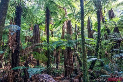 Landscape Green Rainforest With Ferns New Zealand Royalty Free Image