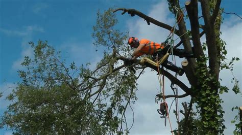 Tree Removal Arborist Palm Beach County Pro Tree Trimming And Removal