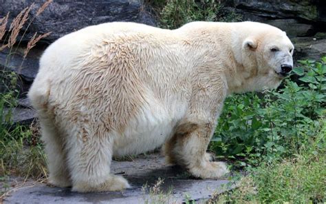 146 Roar Polar Bear Stock Photos Free And Royalty Free Stock Photos