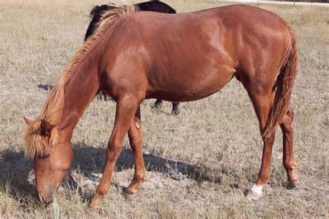 Kentucky Mountain Saddle Horse Horses For Sale Castle Rock Co 184600