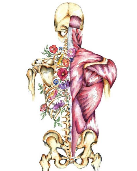 Pin By Vivian Muñoz On Medicina Anatomy Art Human Anatomy Art