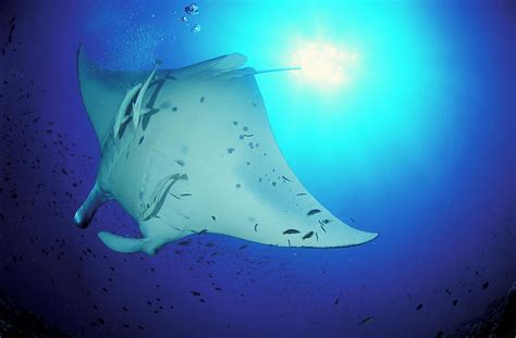 Giant Oceanic Manta Ray And Sunburst Photograph By Steve Jones
