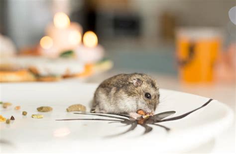 Cara Mengusir Tikus Di Rumah Praktis Dan Ampuh Gascompsuperlock