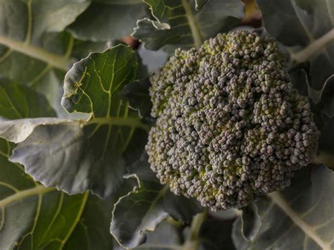 Broccoli Waltham 29 Heirloom Non Gmo Seeds Delicious And Healthy
