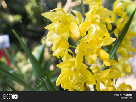Yellow Orchids Flower Image And Photo Free Trial Bigstock