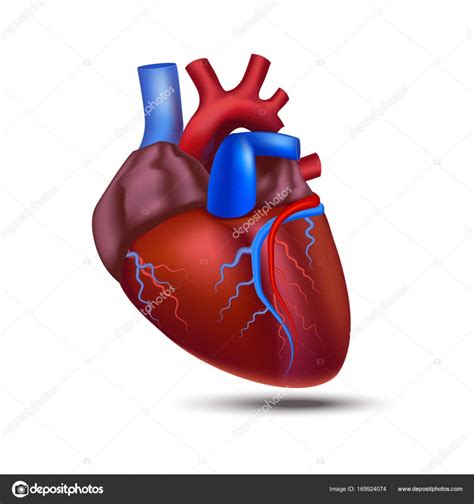 Imágenes Anatomia Del Corazon 3d Realista Corazón 3d Detallada De La