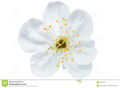 Looking for white background photos for your next project? Single Flower Of Cherry. Isolated On White Background ...