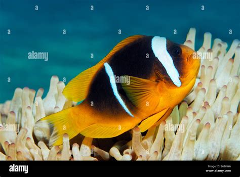Red Sea Clownfish Amphiprion Bicinctus In Front Of Anemone Makadi
