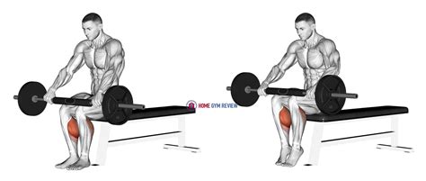 Barbell Seated Calf Raise Home Gym Review