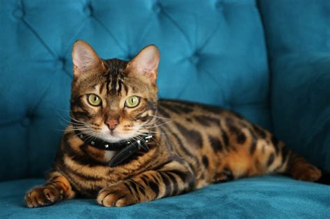Reconsidering Bengal Cats The Reasons Why They Might Not Be The Best