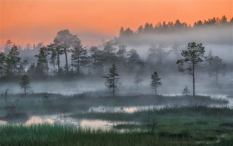 Free Download Hd Wallpaper Nature Landscape Russia Forest Mist Trees
