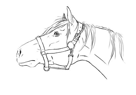 Coloring Page Of Horse Head 213 Svg Png Eps Dxf In Zip File