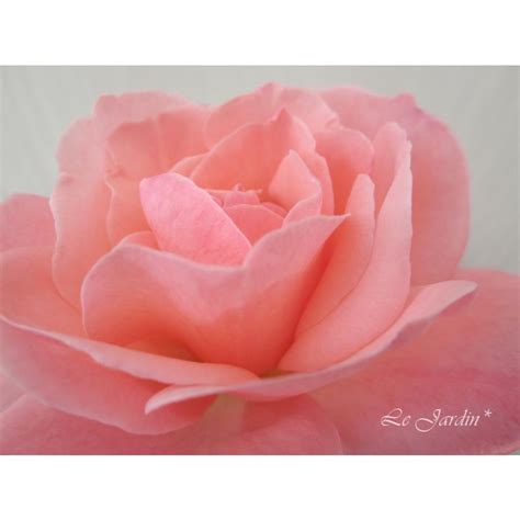 【クィーンエリザベス（新苗）】エレガントなサーモンピンクのバラ（四季咲き）ht・ハイブリッドティ 85le Jardin 通販