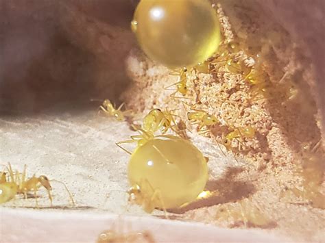 A Thread Written By Smartereveryday The Honeypot Ant Myrmecocystus