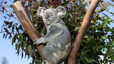 Koala Bear Wallpaper 64 Images
