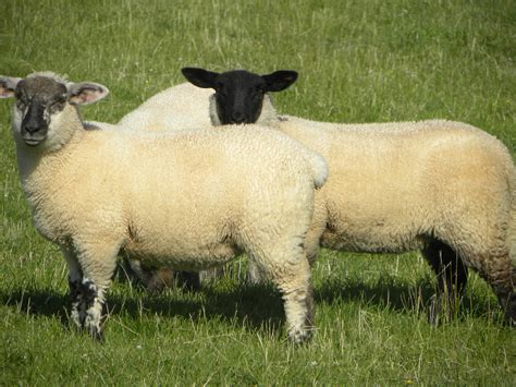 7 Ways To Prevent Maggots On Your Sheep Farm Agrilandie