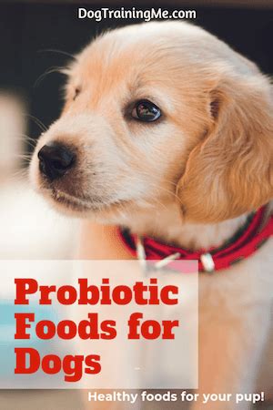 *free* shipping on orders $49+ and the best customer service! Probiotic Foods for Dogs