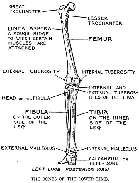 Hei 39 Lister Over Leg Bones Diagram When You Stand Or Walk All The