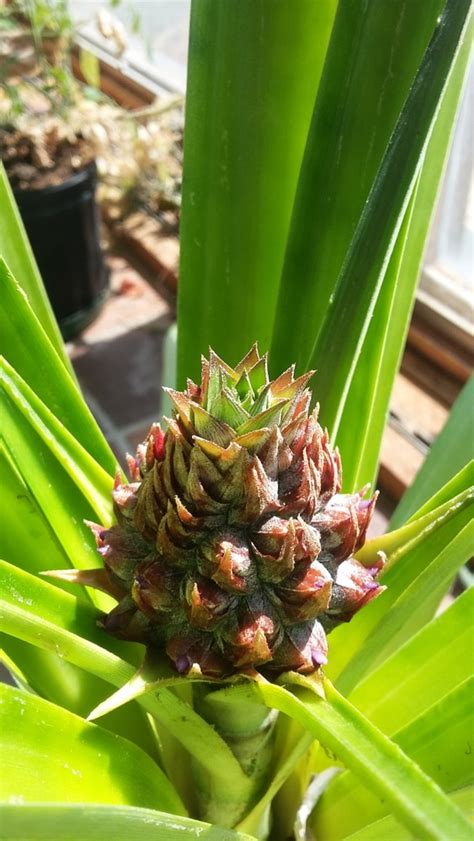 Growing Pineapples Indoors Top Tips