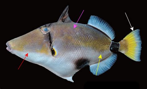 Rhinecanthus Abyssus Triggerfish First Ever Live Specimen In Aquaria