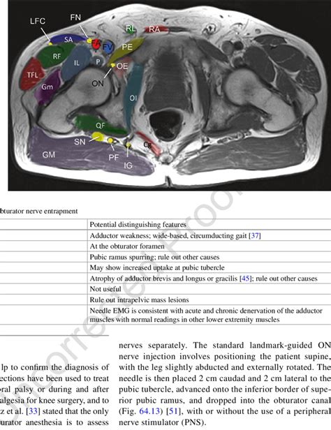 Axial Mri Of The Pelvic Structures Cg Coccygeus Muscle Fa Femoral Download Scientific