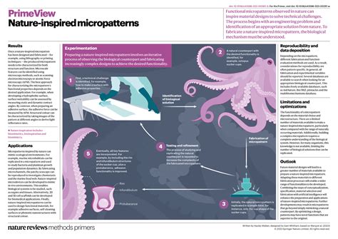 Nature-inspired micropatterns | Nature Reviews Methods Primers