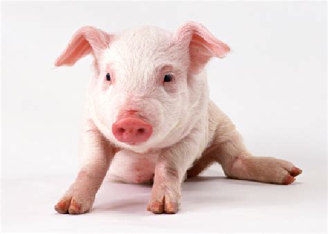 Rotaviruses are the most common cause of diarrhoeal disease among infants and young children. Partnerpool