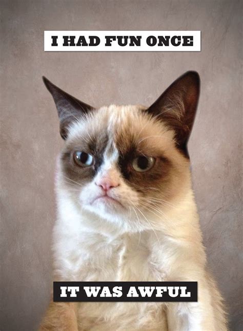 5 Hilarious Grumpy Cat Pictures