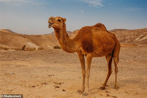 The kangaroo rat makes its home in death valley, the a camel can survive up to 15 days without water. Camel-inspired material keeps products cool five times ...