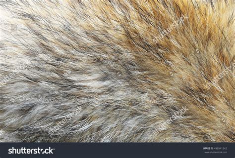 Real Fox Animal Fur Closeup Real Stock Photo 496541242 Shutterstock