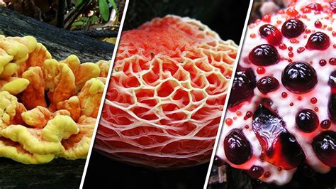 20 Different Types Of Fungi With Pictures Youtube