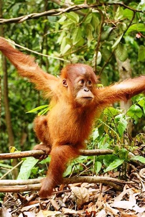 Mammals In The Amazon Rainforest Night Monkey Meme Pets Lovers