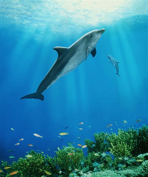 Dolphins Swimming Underwater Photograph By Steve Bloom